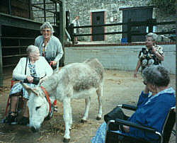 The Donkey Sanctuary