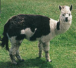 A llama (not from Tibet!)