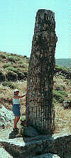 Kate with a petrified tree
